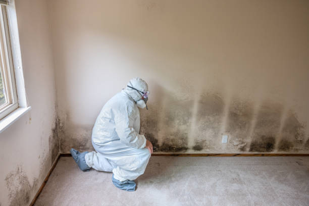 Best Mold Remediation for Specific Building Types in Manchester, KY