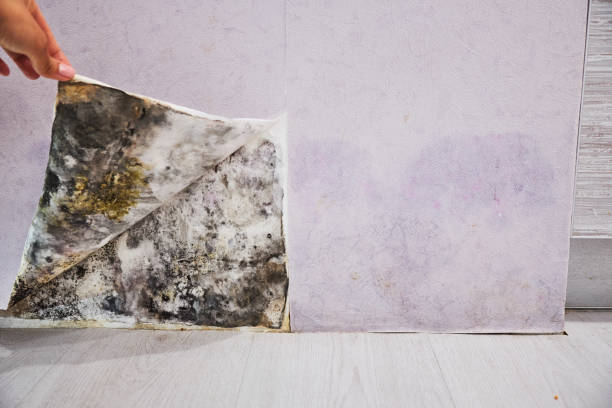Best Post-Flood Mold Remediation in Manchester, KY